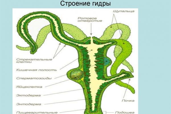 Ссылка на кракен не работает